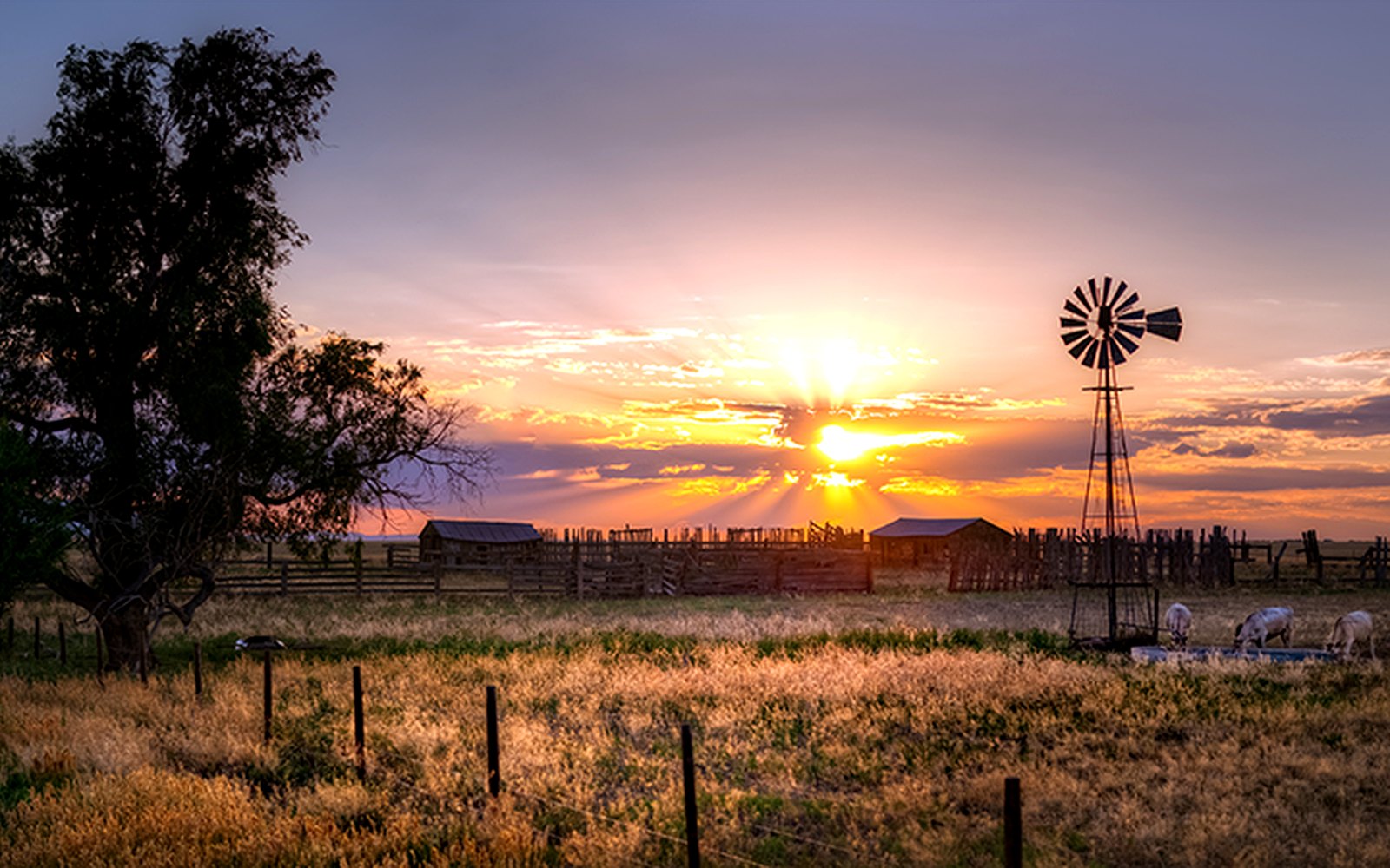 Windmill and fence line at sunset on the prairie